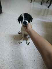 Snoopy_boy - Irish Setter + Retriever Dog