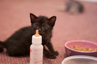 Dot - Domestic Short Hair Cat