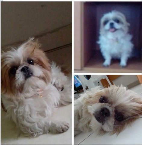 Pls Help  - Shih Tzu Dog