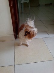 Pls Help  - Shih Tzu Dog