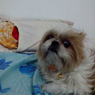 Pls Help  - Shih Tzu Dog