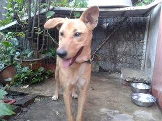 Hapi - Mixed Breed Dog