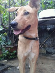 Hapi - Mixed Breed Dog