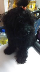 Thick Coat Black Poodle - Poodle Dog