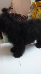 Thick Coat Black Poodle - Poodle Dog