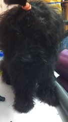 Thick Coat Black Poodle - Poodle Dog