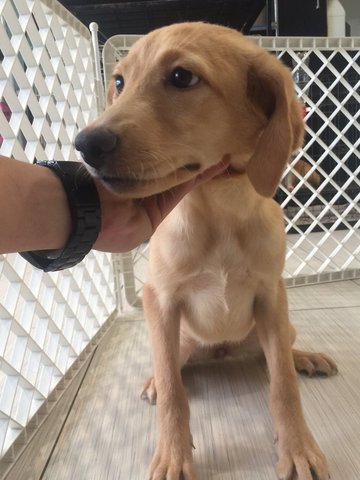 Labrador - Big Bone Female - Labrador Retriever Dog