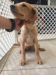 Labrador - Big Bone Female - Labrador Retriever Dog