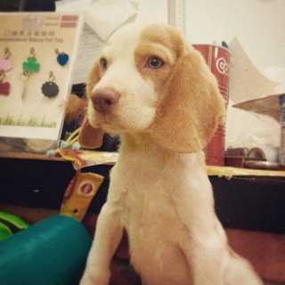 Lemon Color Beagle Puppy - Beagle Dog