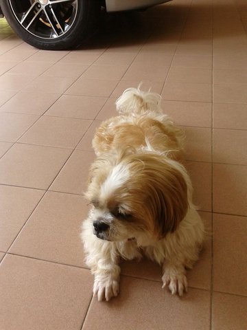 Popo - Shih Tzu Dog