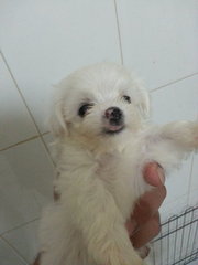 Maltese Puppies  - Maltese Dog