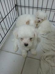 Maltese Puppies  - Maltese Dog