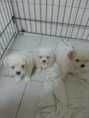 Maltese Puppies  - Maltese Dog