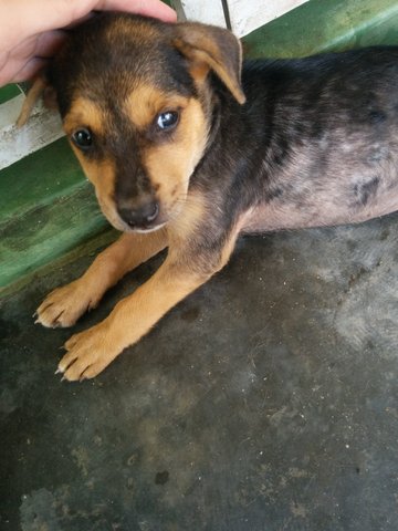 Baby Gurl - Mixed Breed Dog