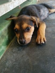 Baby Gurl - Mixed Breed Dog