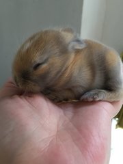 10 days old