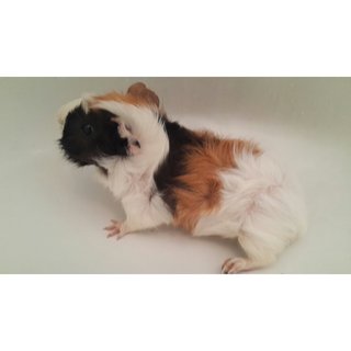 Guinea Pig For Adoption :)  - Guinea Pig Small & Furry