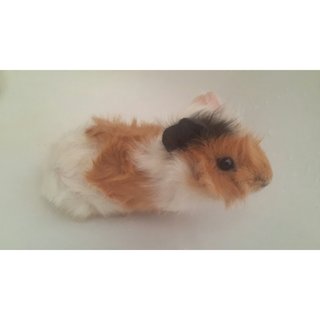 Guinea Pig For Adoption :)  - Guinea Pig Small & Furry