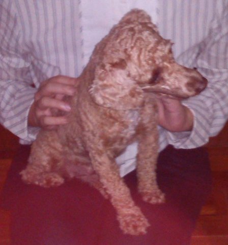 Toodles - Poodle Dog