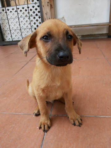 Little Monkey - Shepherd Mix Dog