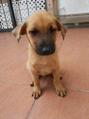 Little Monkey - Shepherd Mix Dog