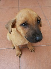 Little Monkey - Shepherd Mix Dog