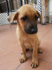 Little Monkey - Shepherd Mix Dog