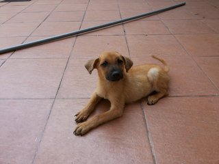 Little Monkey - Shepherd Mix Dog