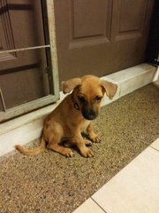 Little Monkey - Shepherd Mix Dog