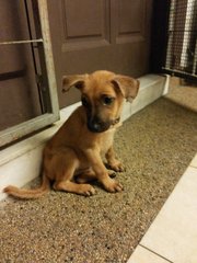 Little Monkey - Shepherd Mix Dog