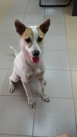 Wang Wang - Jack Russell Terrier Dog