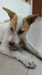 Wang Wang - Jack Russell Terrier Dog