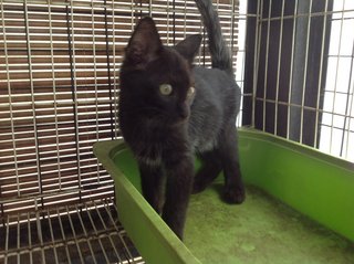 Koppi - Domestic Short Hair Cat