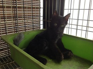 Koppi - Domestic Short Hair Cat