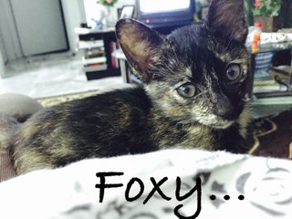 Foxy - Domestic Medium Hair Cat