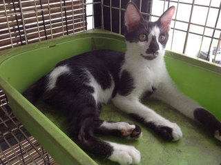 Janggut - Domestic Short Hair Cat