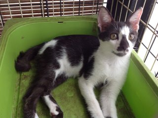 Janggut - Domestic Short Hair Cat