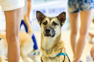 Estrela - Husky Mix Dog