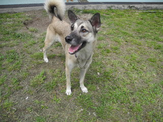 Estrela - Husky Mix Dog