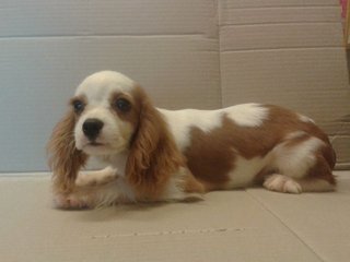 Cavalier King Charles Spaniel Puppy - Cavalier King Charles Spaniel Dog