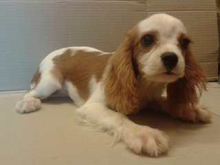 Cavalier King Charles Spaniel Puppy - Cavalier King Charles Spaniel Dog