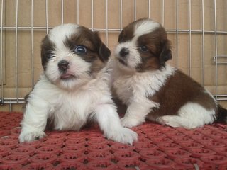 Shih Tzu - Shih Tzu Dog