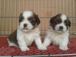 Shih Tzu - Shih Tzu Dog