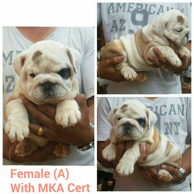 Imported English Bulldog - English Bulldog Dog