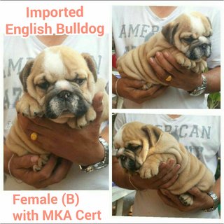 Imported English Bulldog - English Bulldog Dog