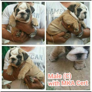 Imported English Bulldog - English Bulldog Dog