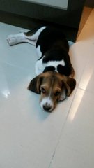 Bonya - Beagle Dog