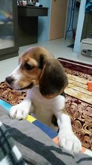 Bonya - Beagle Dog