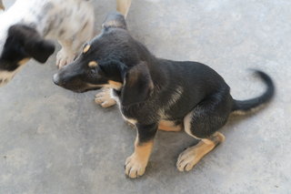 Mr.blackie - Mixed Breed Dog