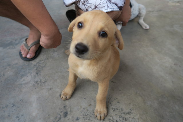 Miss Brownie - Mixed Breed Dog